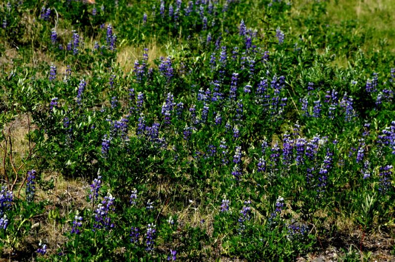 062304 Skagway to Haines (10067)